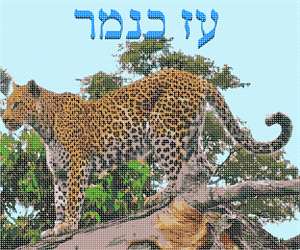 image of Fierce As A Leopard