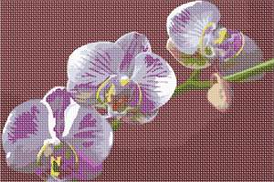 image of Orchid