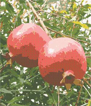 image of Pomegranates