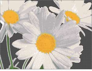 image of Daisies