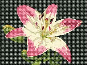 image of Pink Lily