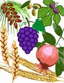The Torah praises the Land of Israel by praising seven of its fruits: wheat, barley, grapes, figs, pomegranates, olives and dates.  On Tu Bshvat, the annual Jewish holiday celebration for the trees, we try to eat as many foods from the Shivas Haminim.